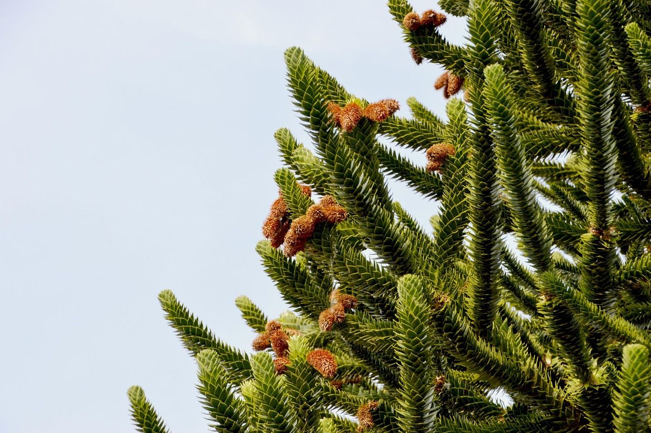 1280x851 Free Araukaria Chilijska & Araucaria Image