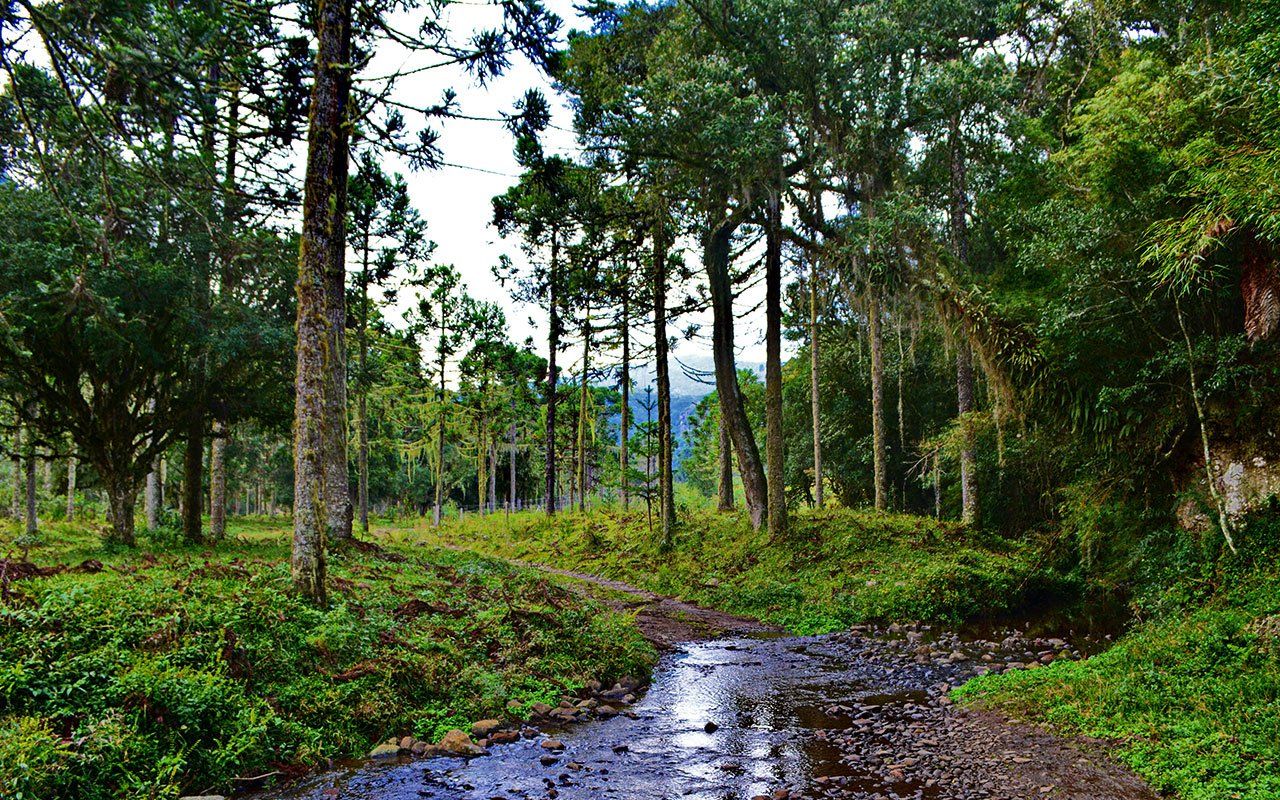 1280x800 The beauties and riches of Araucária Forest Purunã. Desenvolvimento do turismo sustentável