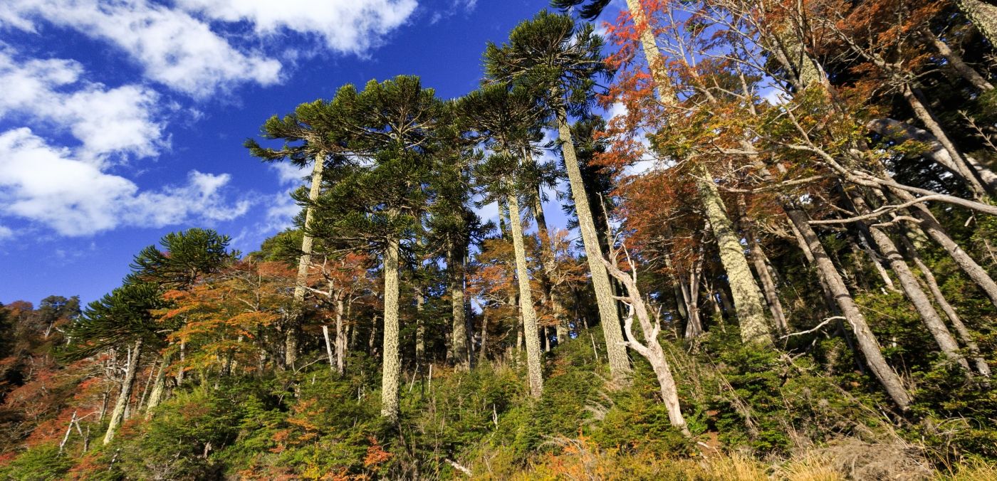 1400x676 Everything you need to know about the Araucaria, the national tree of Chile
