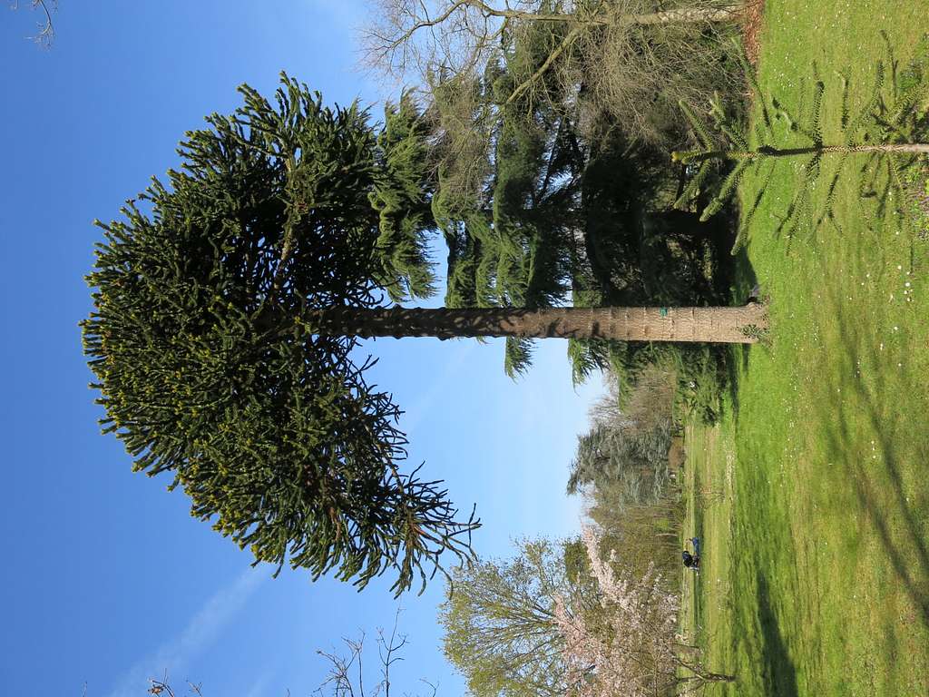 1024x768 Araucaria araucana Image: PICRYL Domain Media Search Engine Public Domain Search