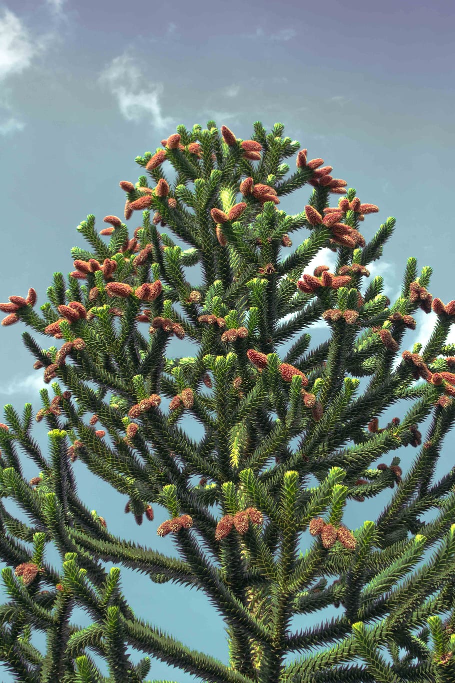 910x1365 Araucaria family 1080P, 2K, 4K, 5K HD wallpaper free download