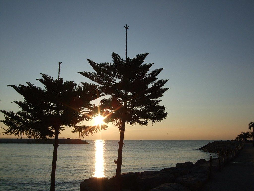 1024x768 araucaria