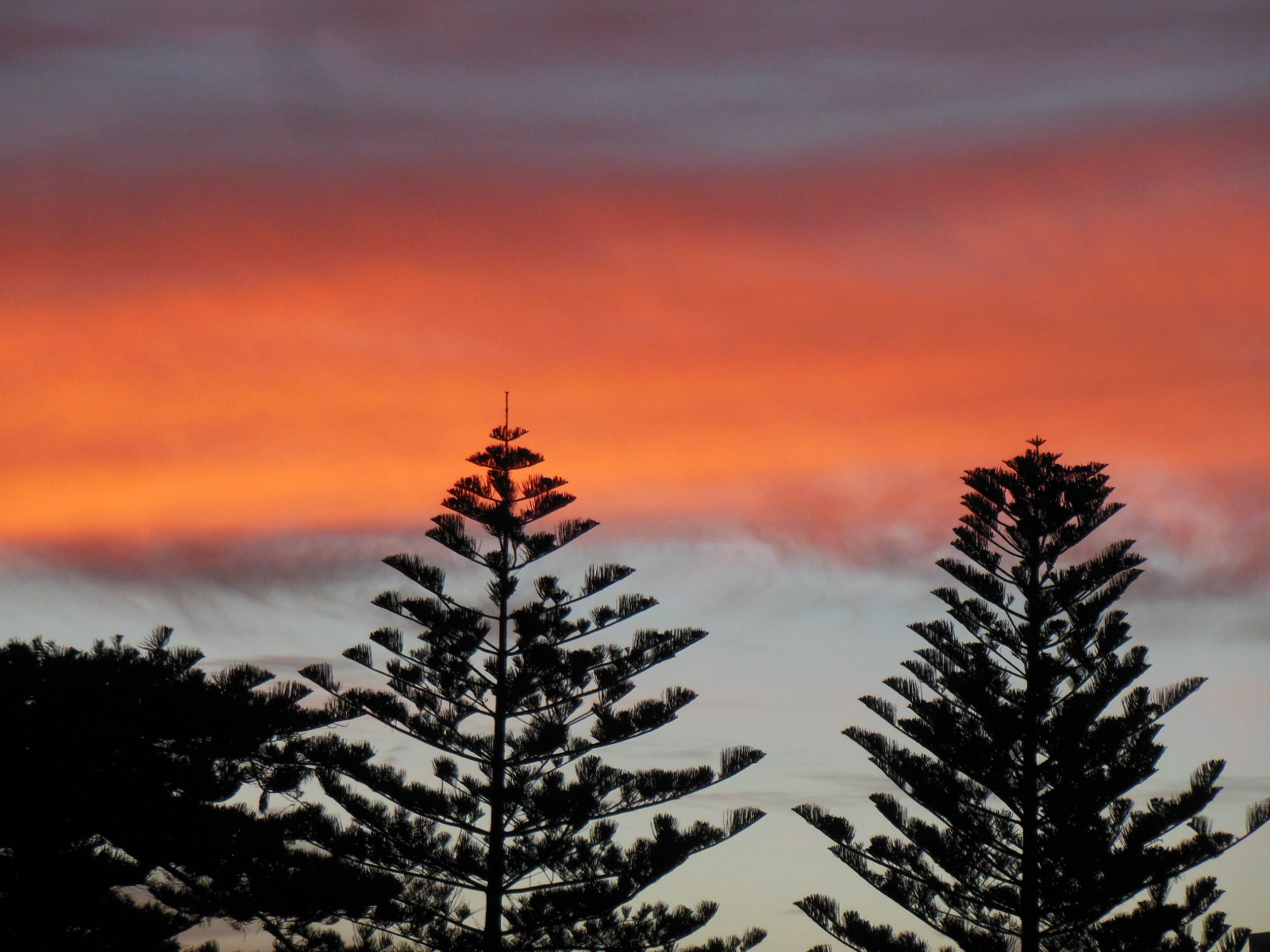 1600x1200 Araucaria trees at sunset in Henley