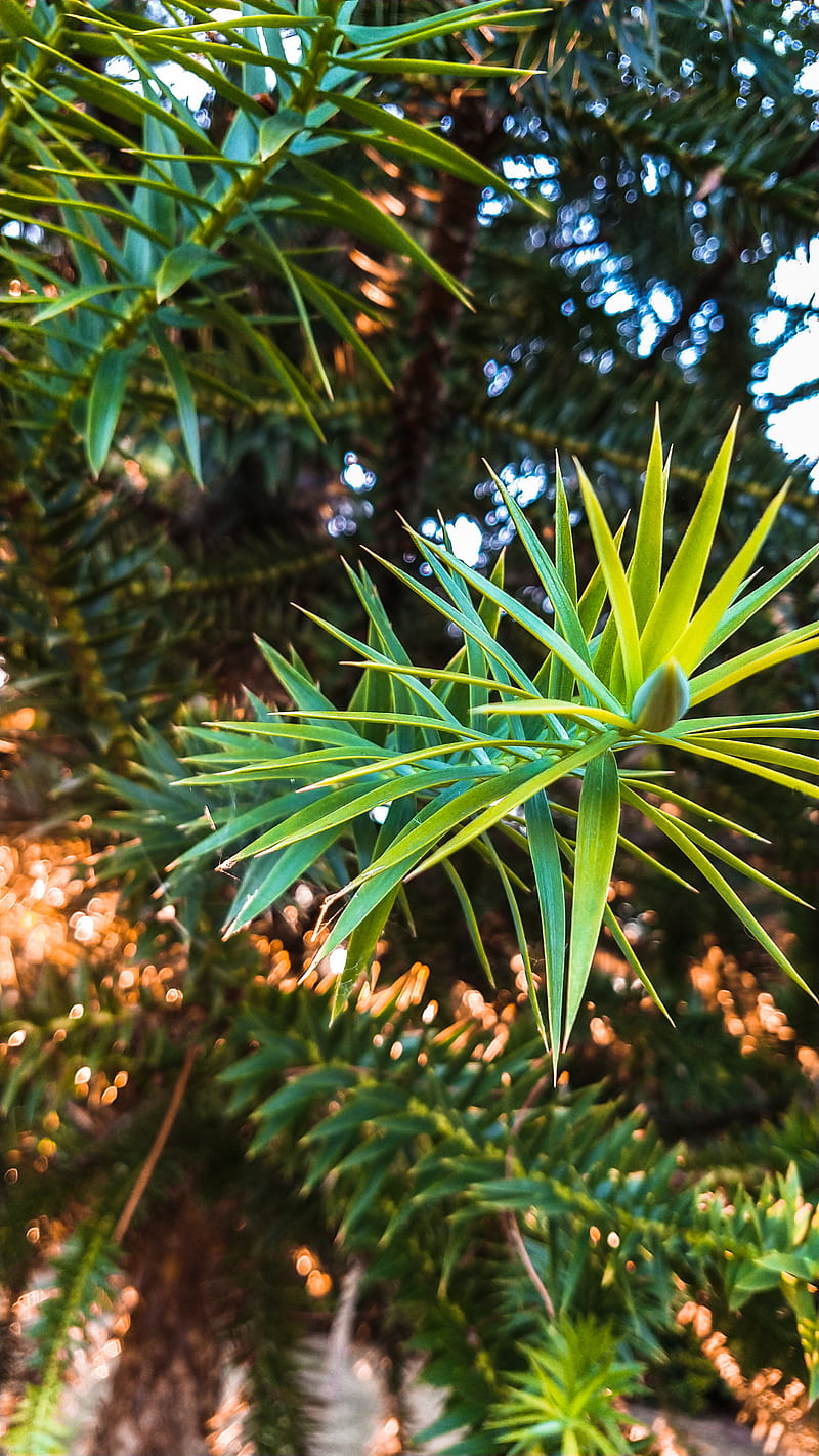 800x1422 Araucaria, nature, plants, verde, HD phone wallpaper