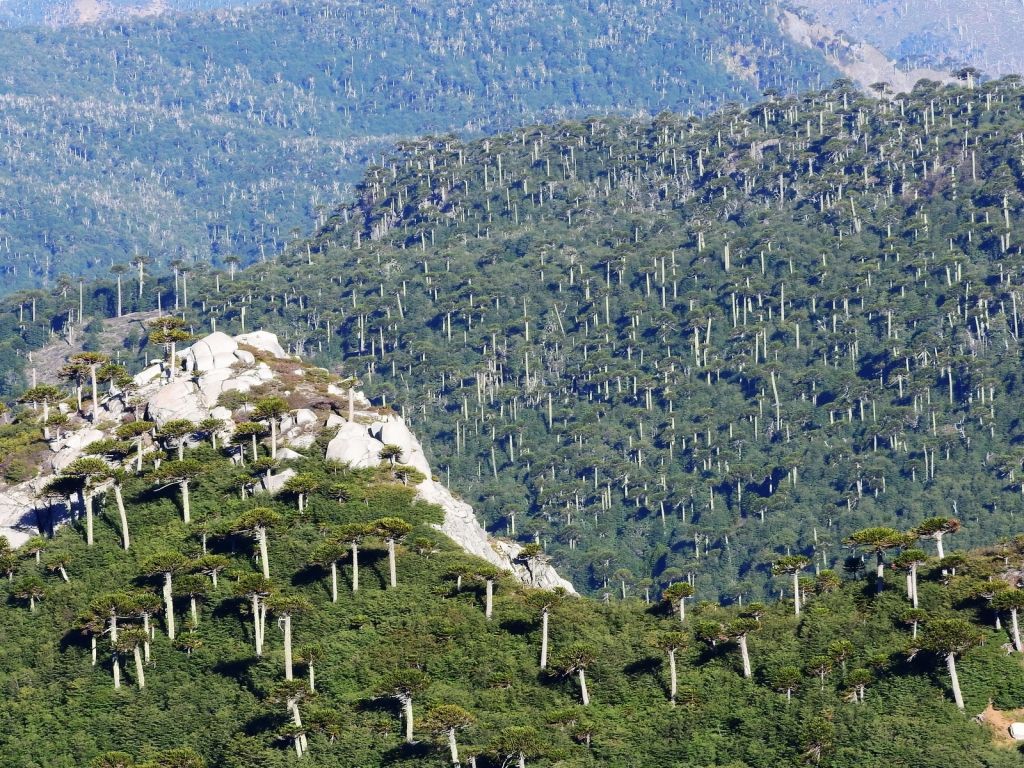 1024x768 Conifer Database