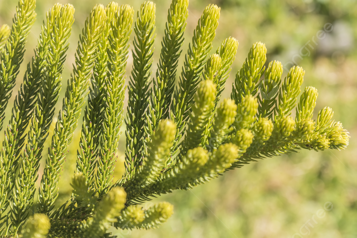 1200x800 Araucaria Heterophylla Leaf Exploring The Membership Of Araucaria Excelsa Photo Background And Picture For Free Download