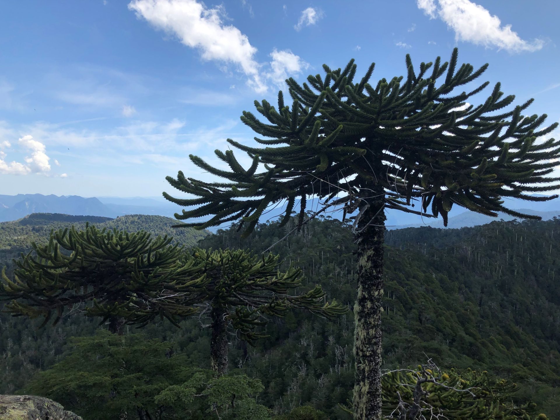 1920x1440 Araucaria Archives