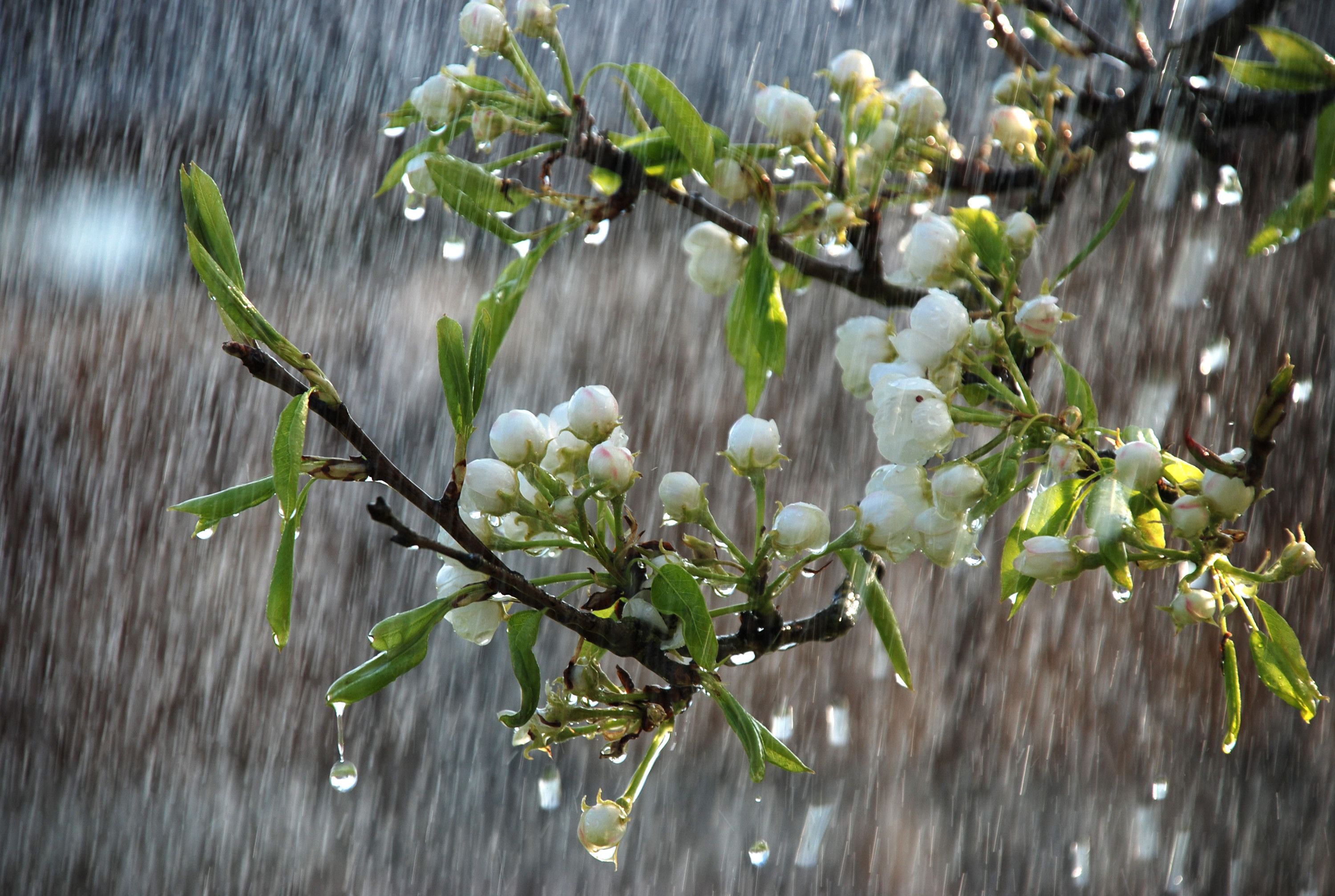 3000x2014 Spring Rainy Day Wallpaper