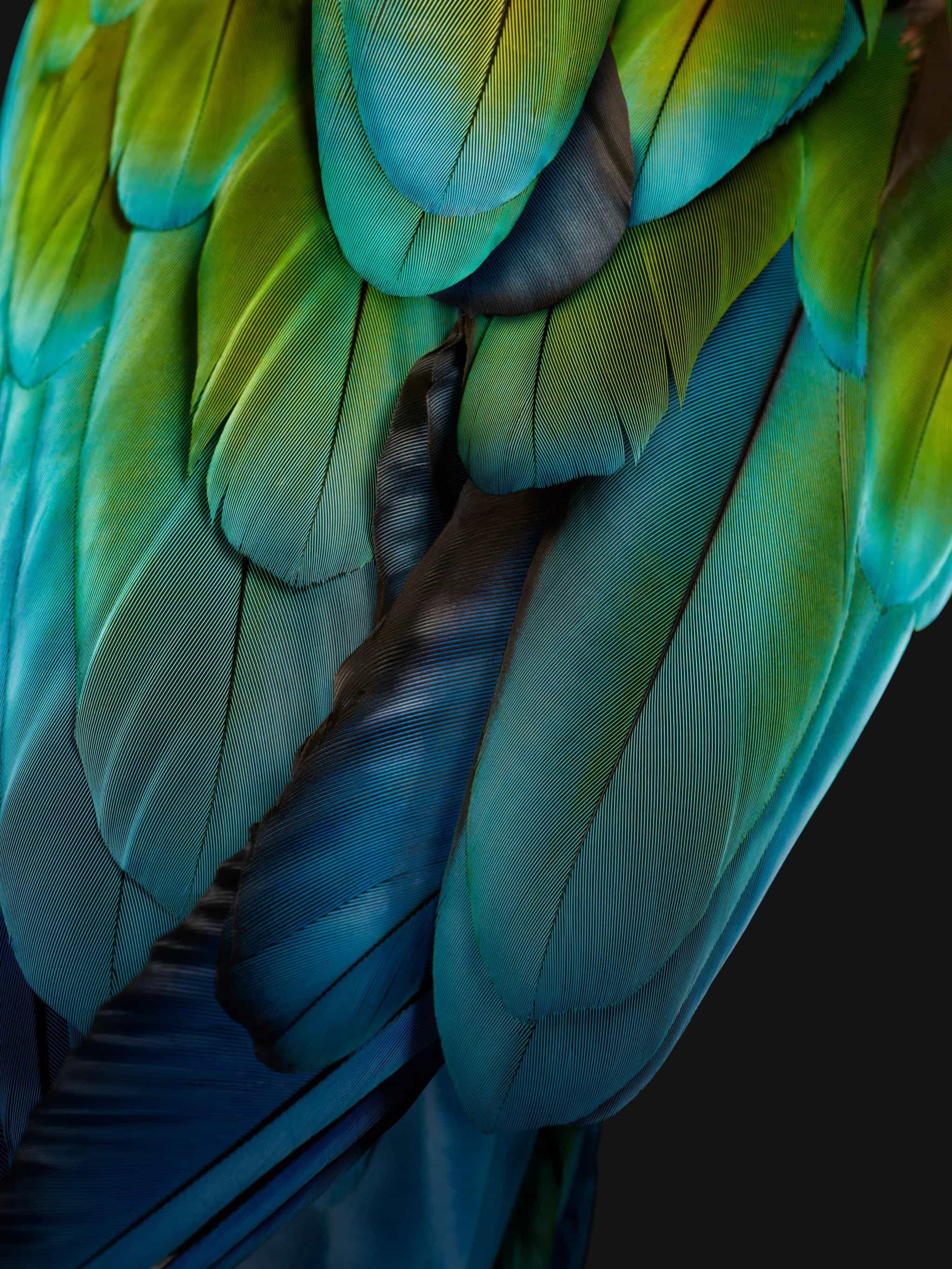 2048x2730 Why the Pixel Fold, and Tablet have bird feather wallpaper