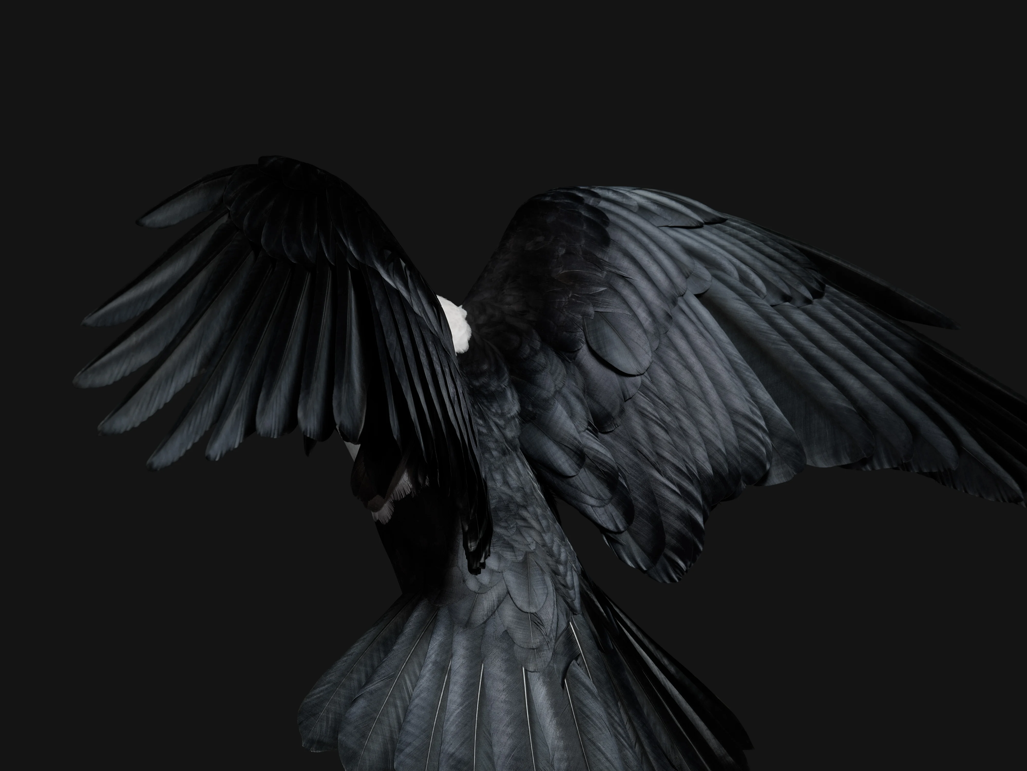 4000x3001 Why the Pixel Fold, and Tablet have bird feather wallpaper