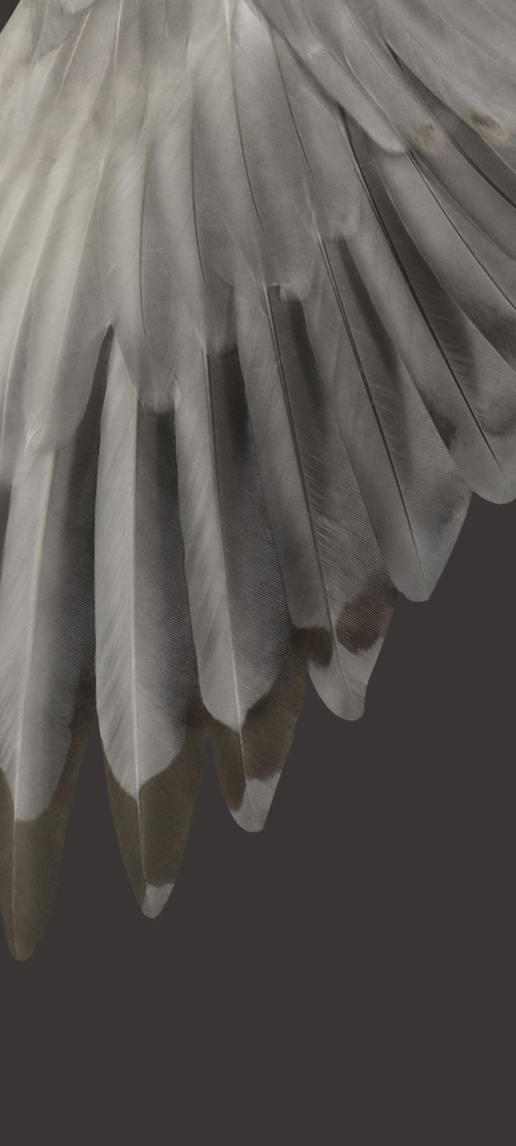 736x1635 Google pixel fold stock wallpaper