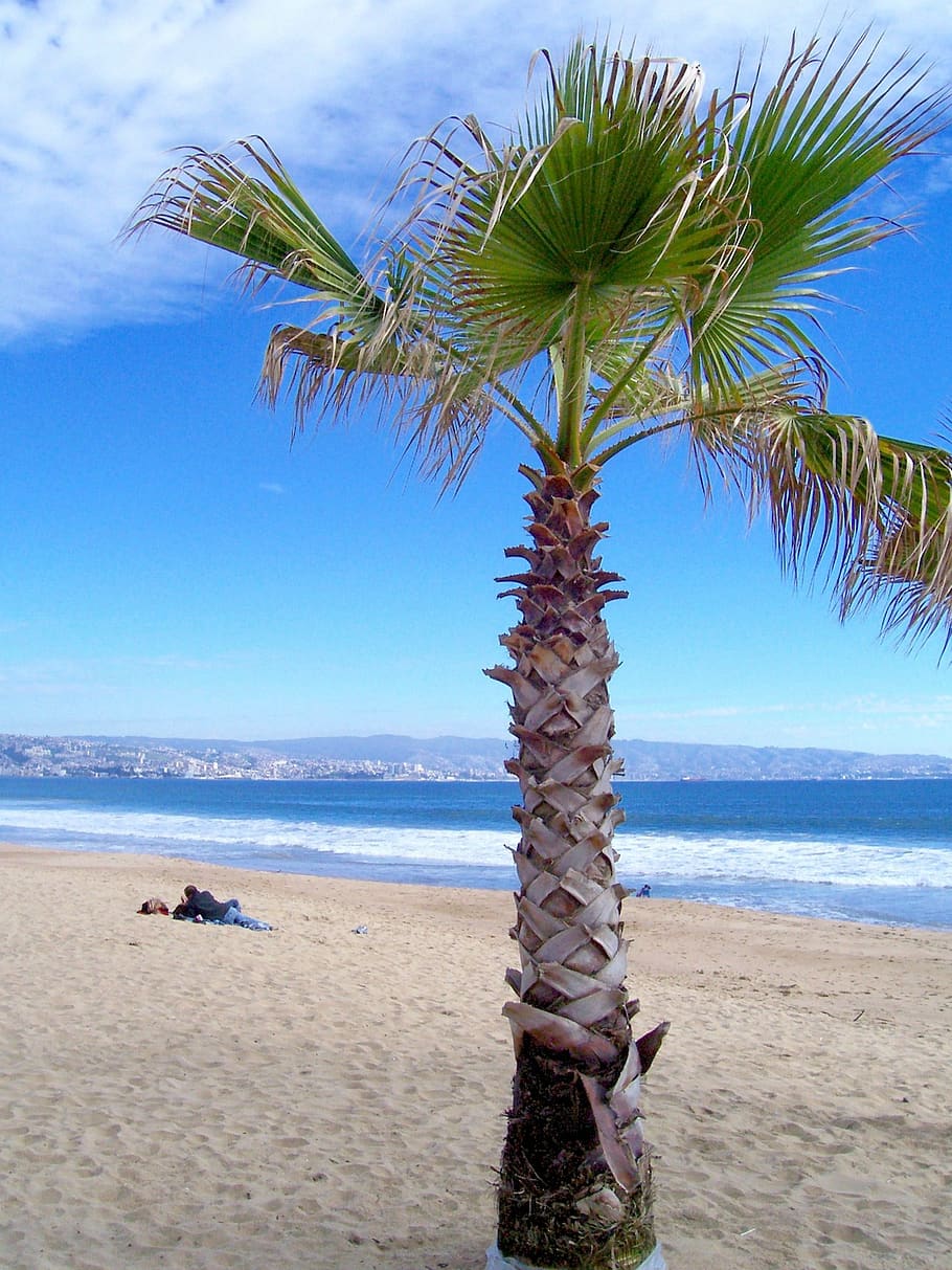 910x1213 HD wallpaper: beach, palm, sand, sea, palm tree, viña del mar, valparaíso