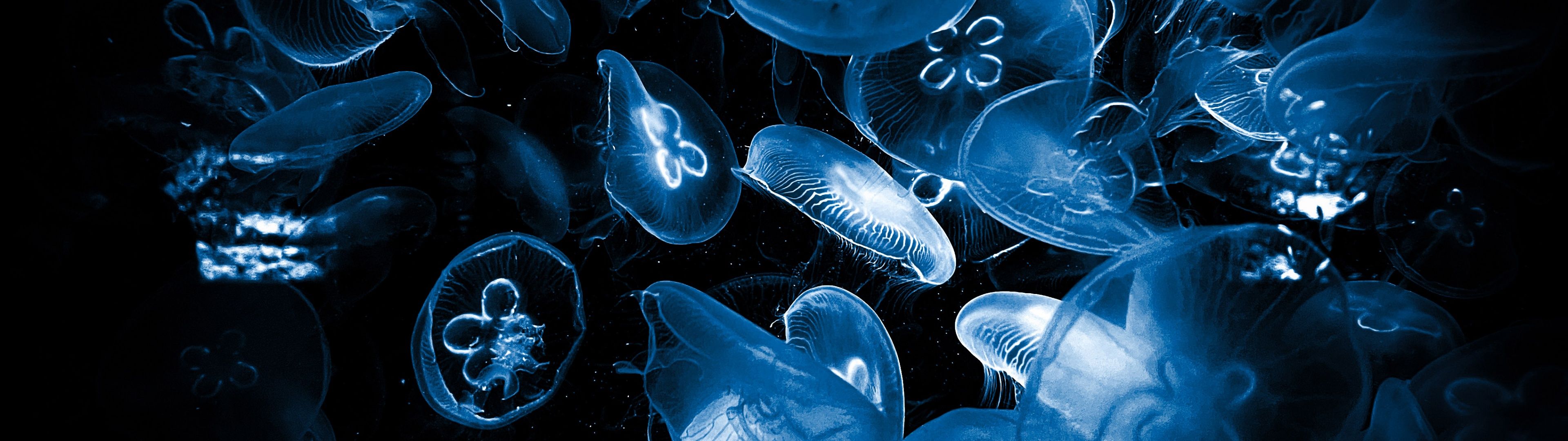 3840x1080 Jellyfishes Wallpaper 4K, Deep Sea, Underwater