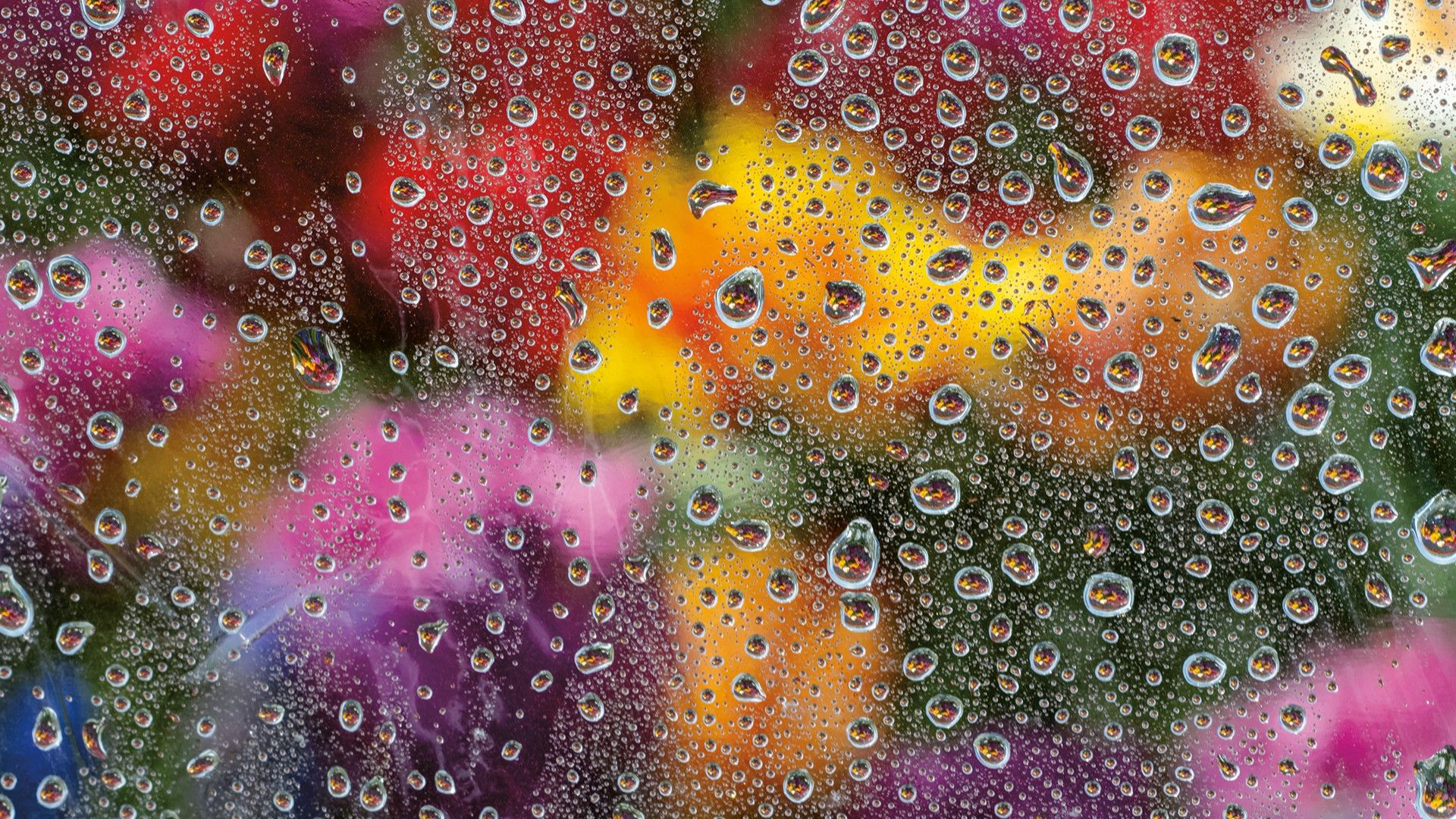1920x1080 Rain or shine, Seattle artist Robin Layton captures beauty in the Pacific Northwest