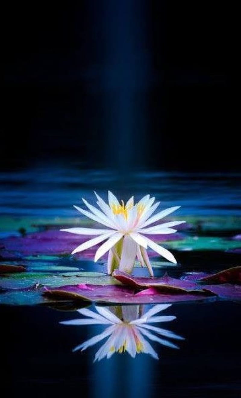 800x1321 HD the only one flower wallpaper