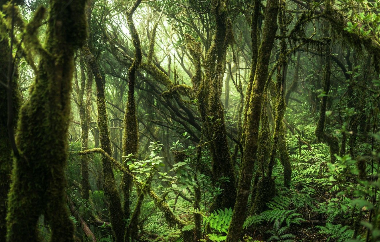 1332x850 Anaga Wallpaper