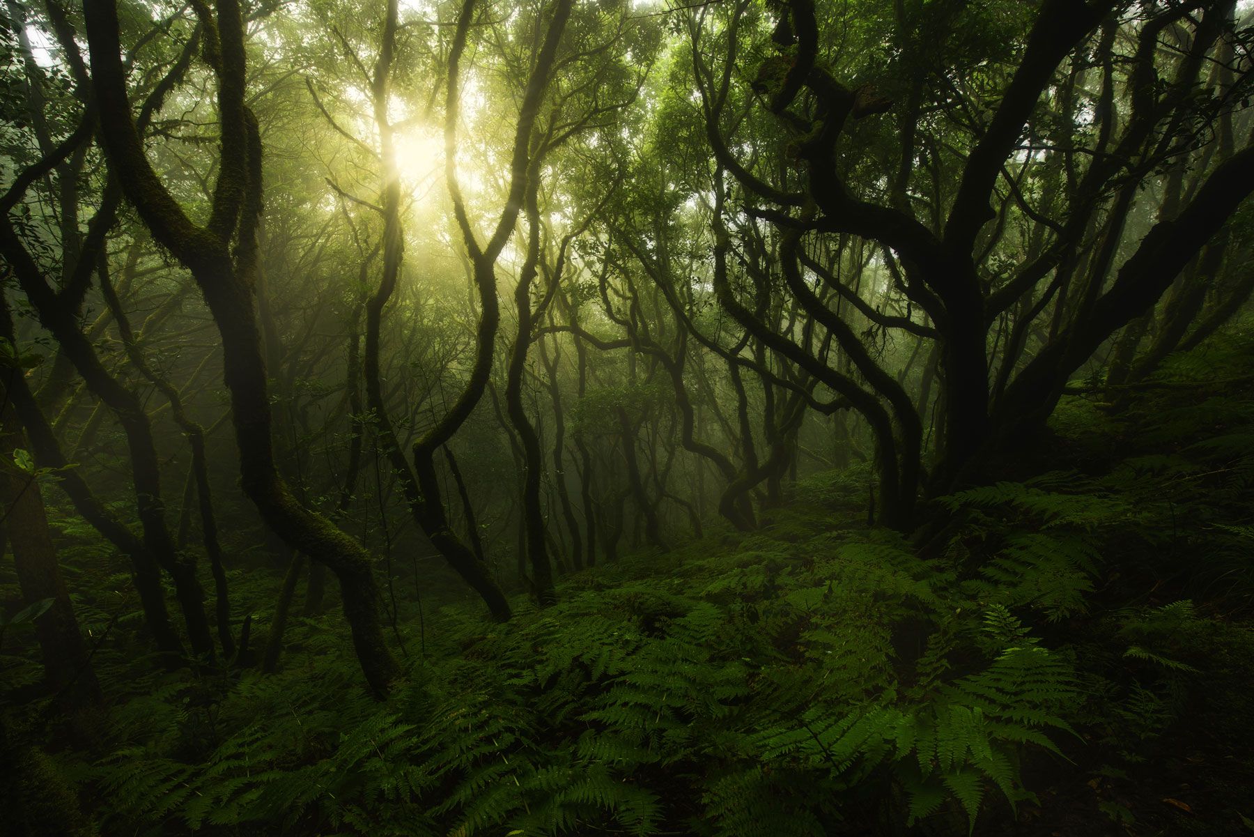 1800x1201 ANAGA. The Heart of Tenerife