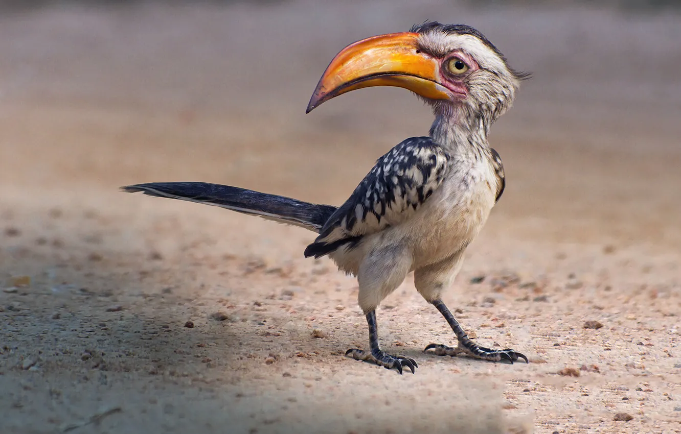 1332x850 Free bird, art, The Lion King, ZAZ, Zazu wallpaper for desktop and phone