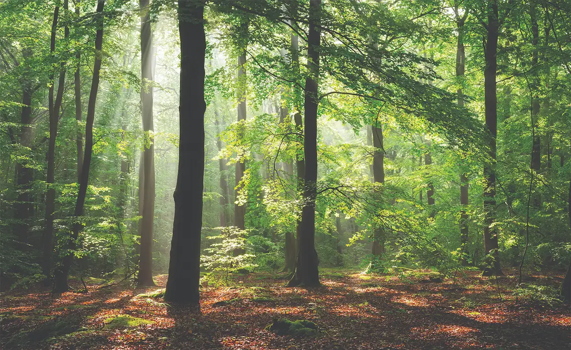 1150x705 Enchanted Forest Wallpaper'0 Wide x 10'0 High