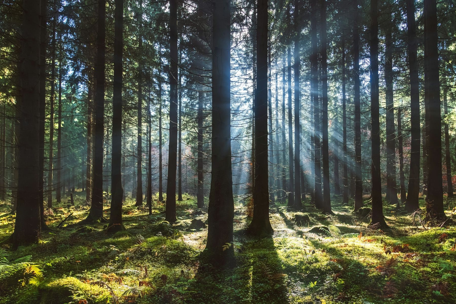 1800x1200 Enchanted Forest Light Wallpaper
