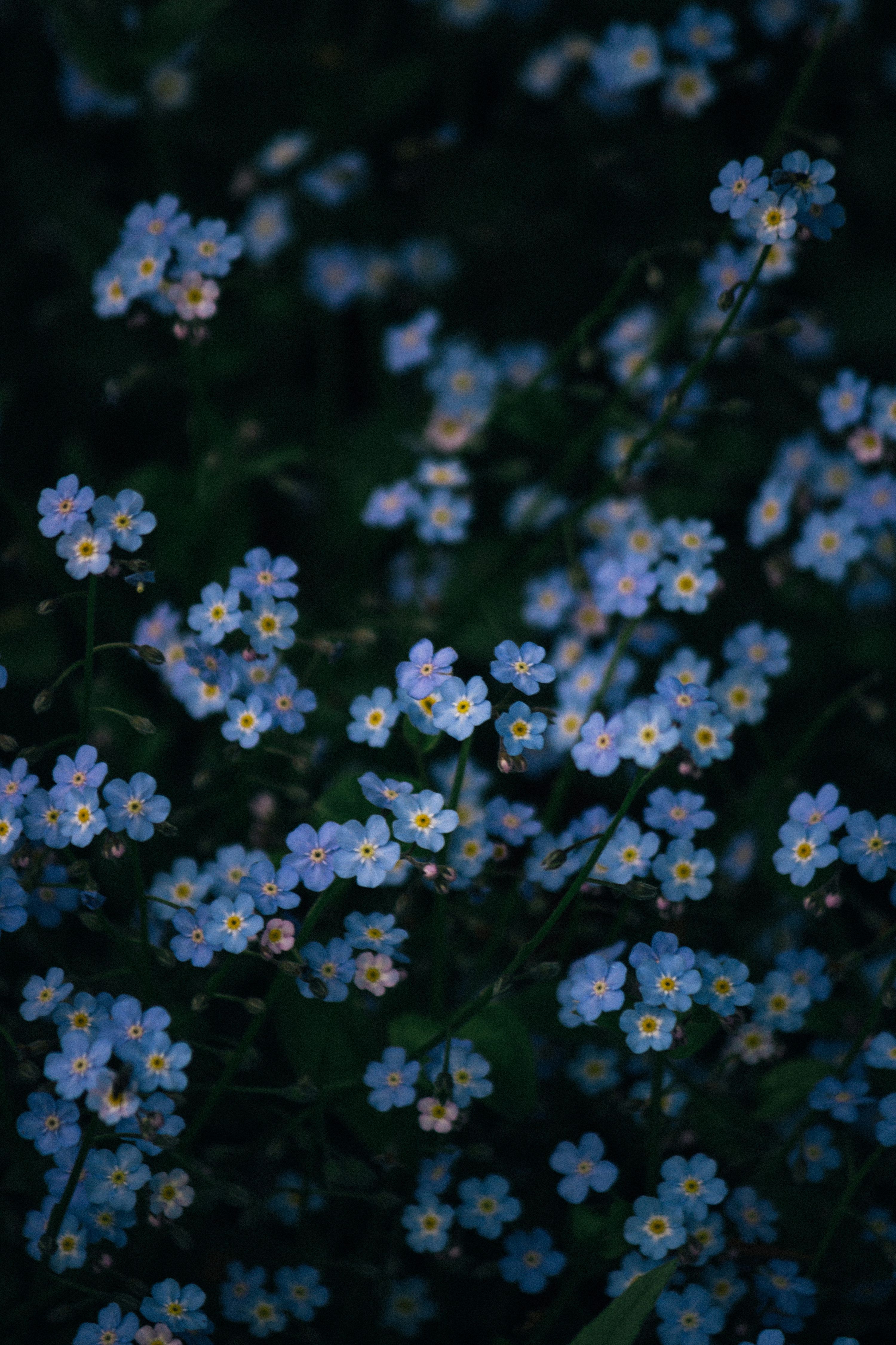 3000x4500 Myosotis Picture. Download Free Image
