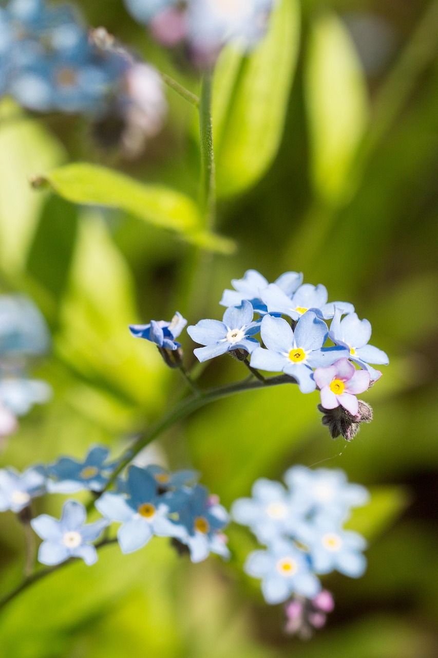 853x1280 Free Myosotis & Nature Image