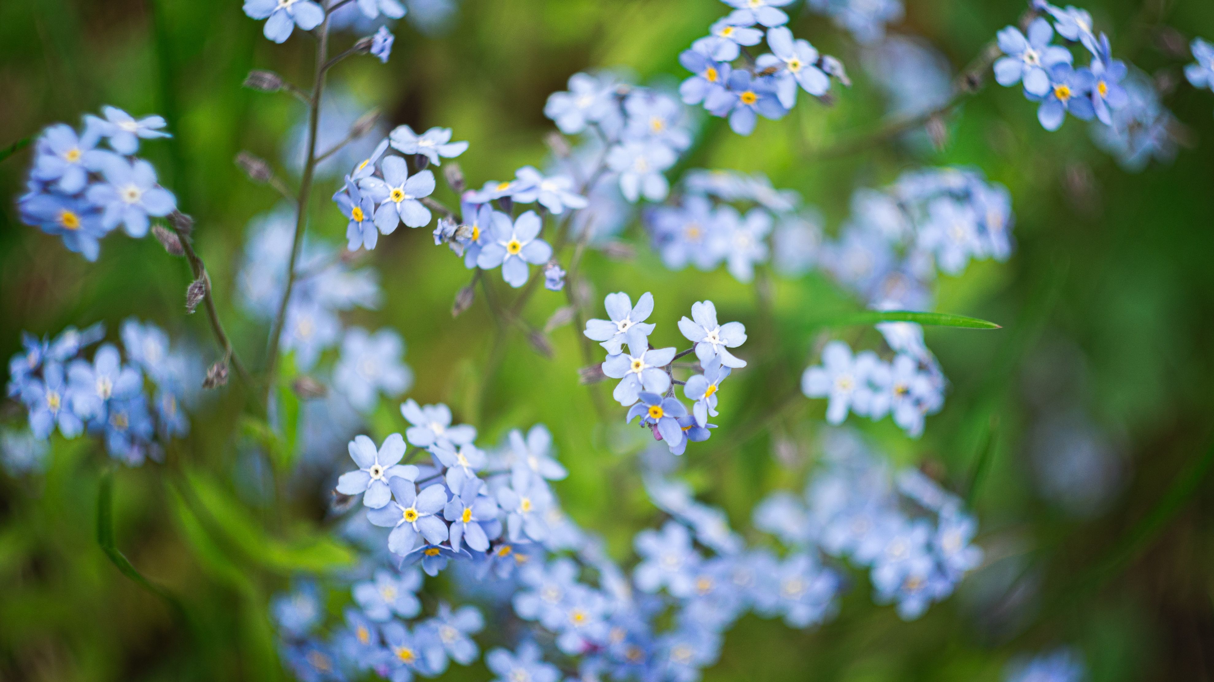 3958x2226 Myosotis Scorpioides Photo, Download The BEST Free Myosotis Scorpioides & HD Image