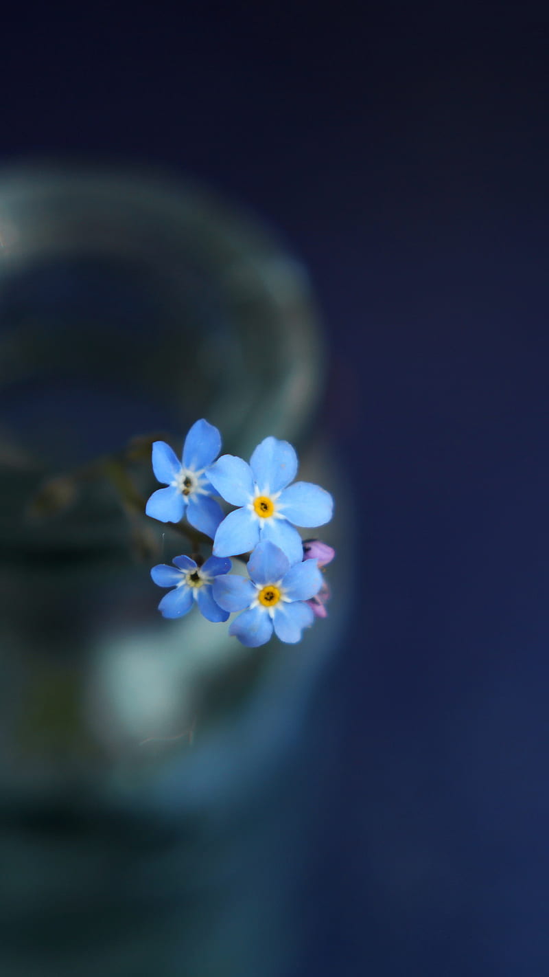 800x1422 HD myosotis wallpaper