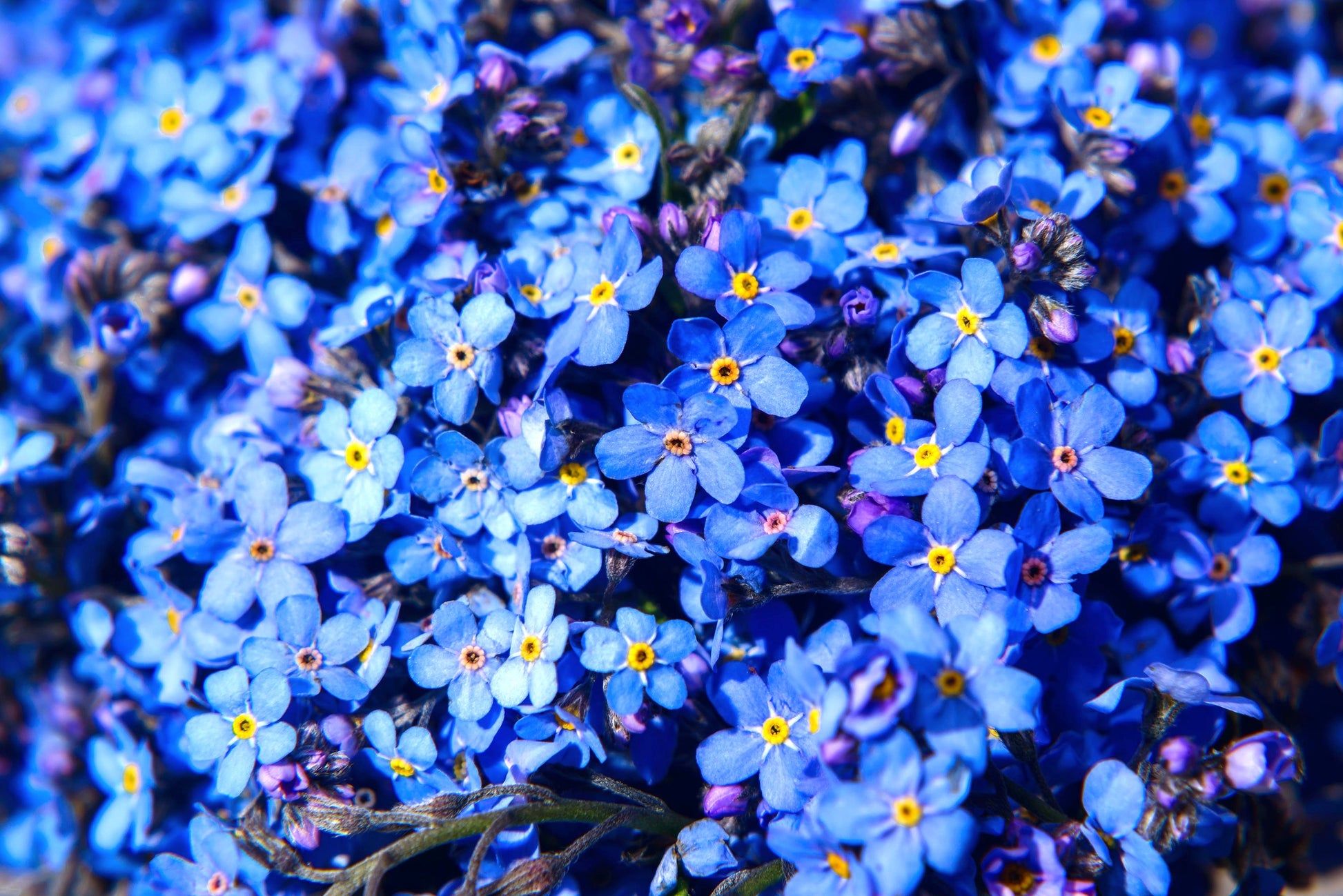 1946x1299 Blue FORGET ME NOT Myosotis Sylvatica Shade or Sun Perennial Flower Seeds