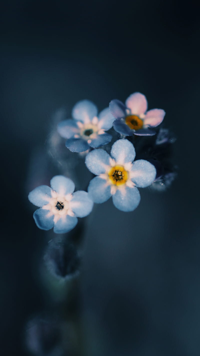 800x1422 HD myosotis wallpaper