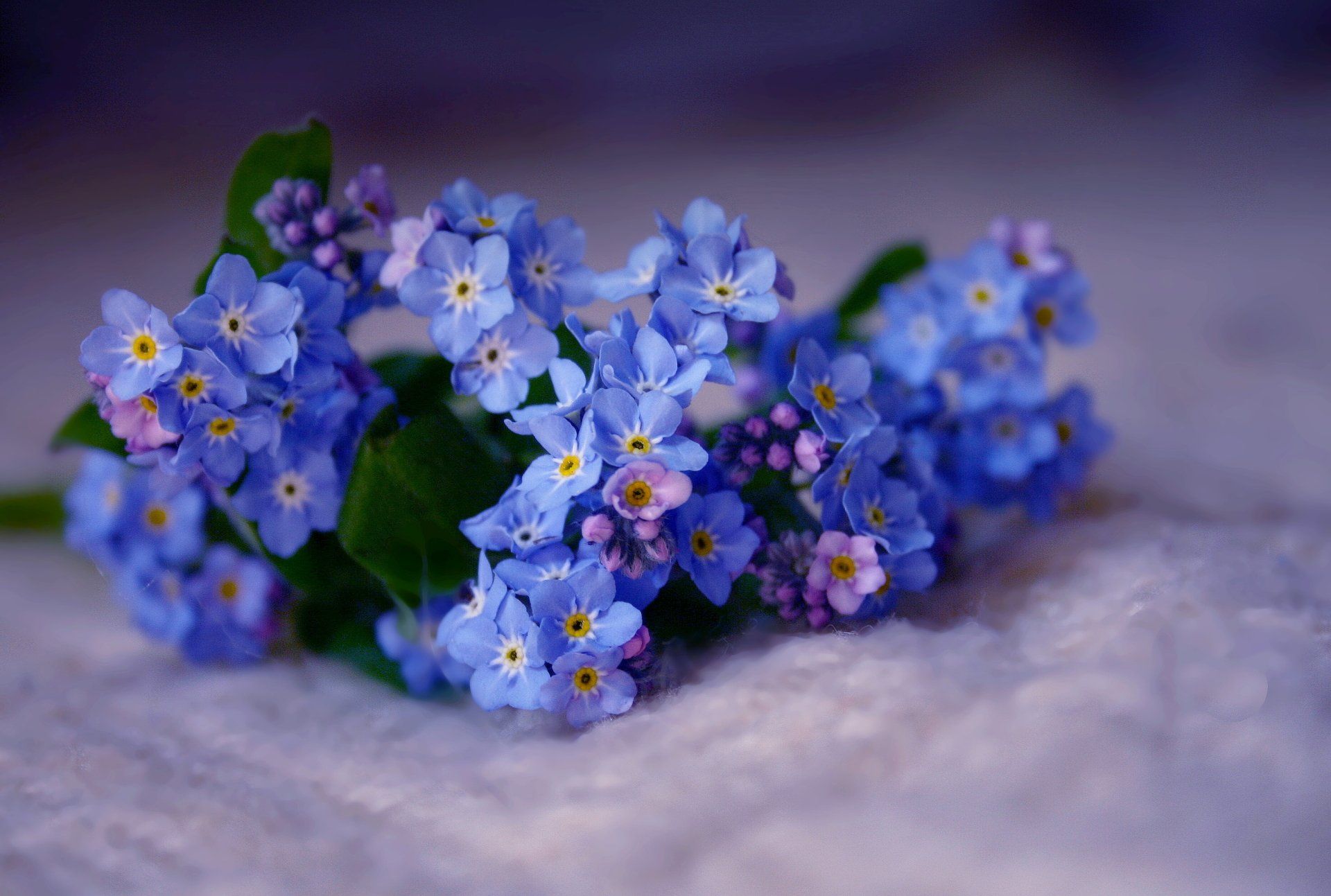1920x1293 HD Close Up Of Blue Myosotis Forget Me Not Flowers In Naturex1987