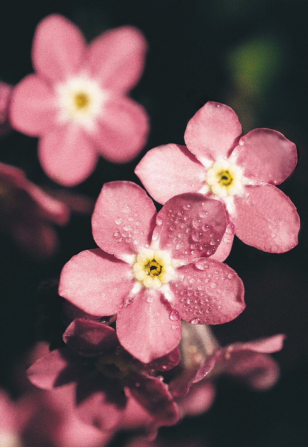 1000x1454 Myosotis sylvatica Sylva
