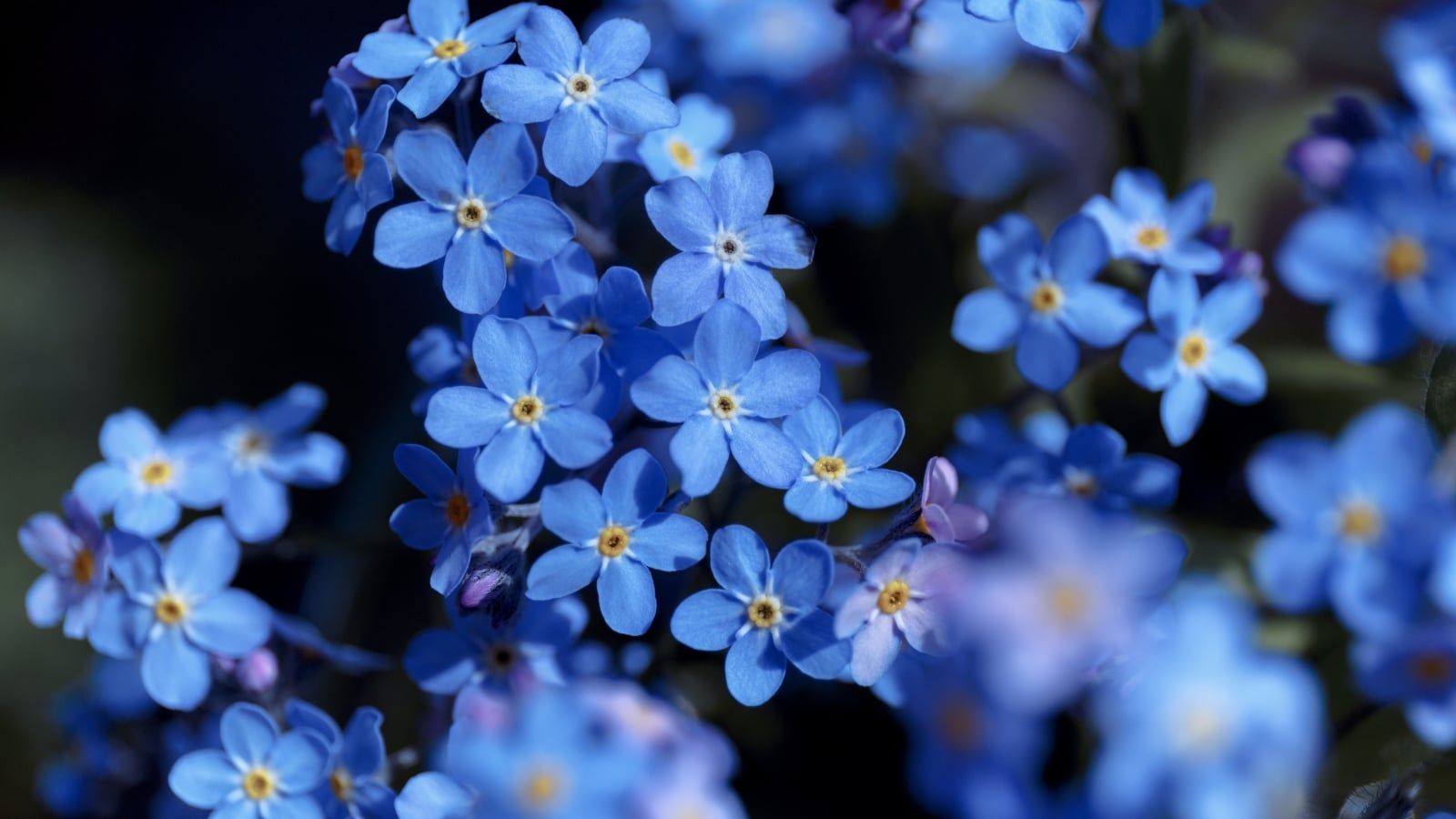 1600x900 How To Plant, Grow, And Care For Forget Me Not Flower