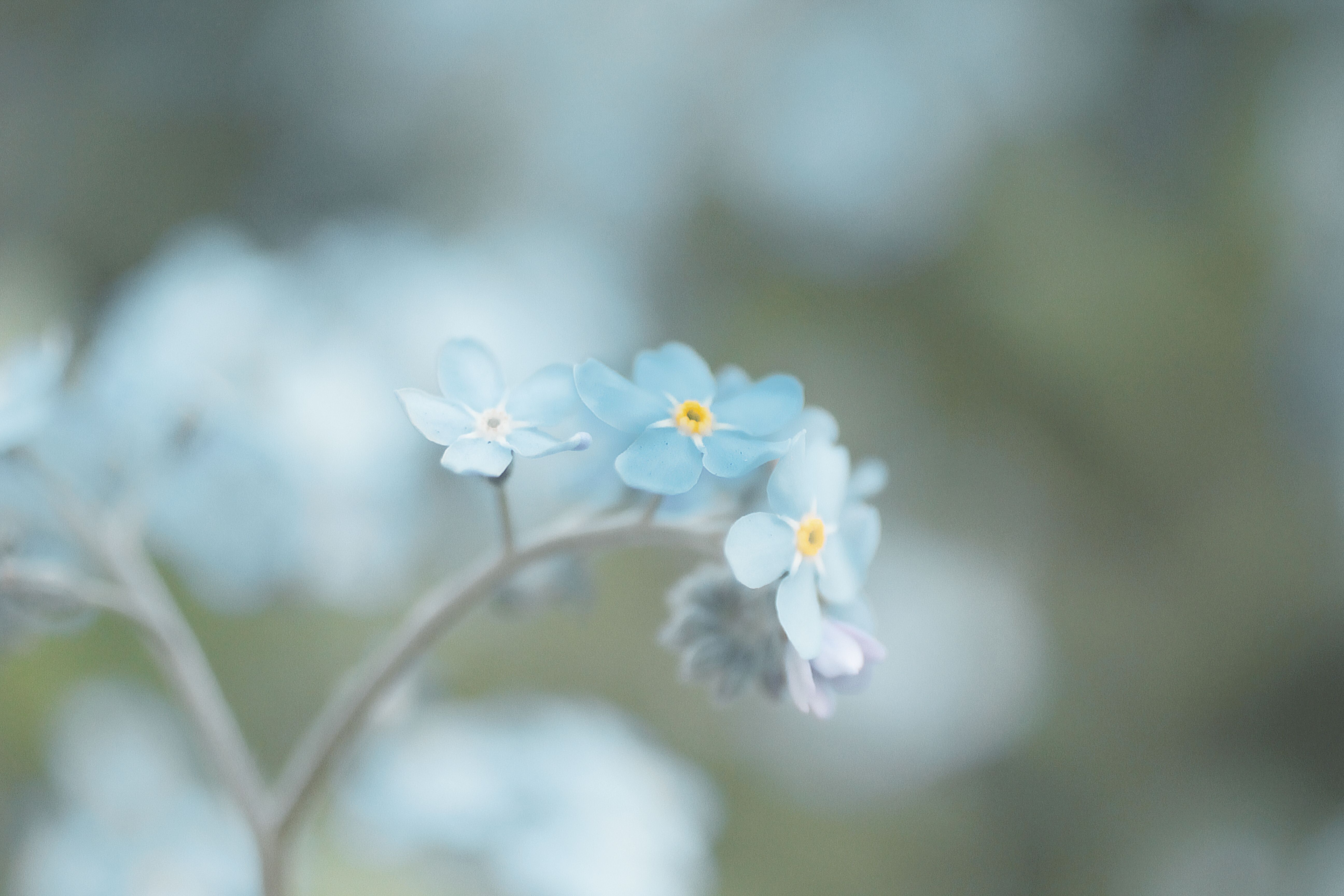 5184x3456 Myosotis Photo, Download The BEST Free Myosotis & HD Image