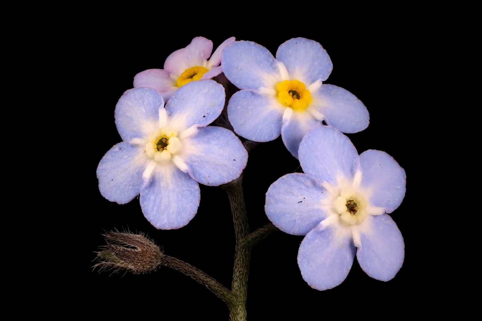 1600x1067 Myosotis sylvatica Ehrh. ex Hoffm. Plants of the World Online
