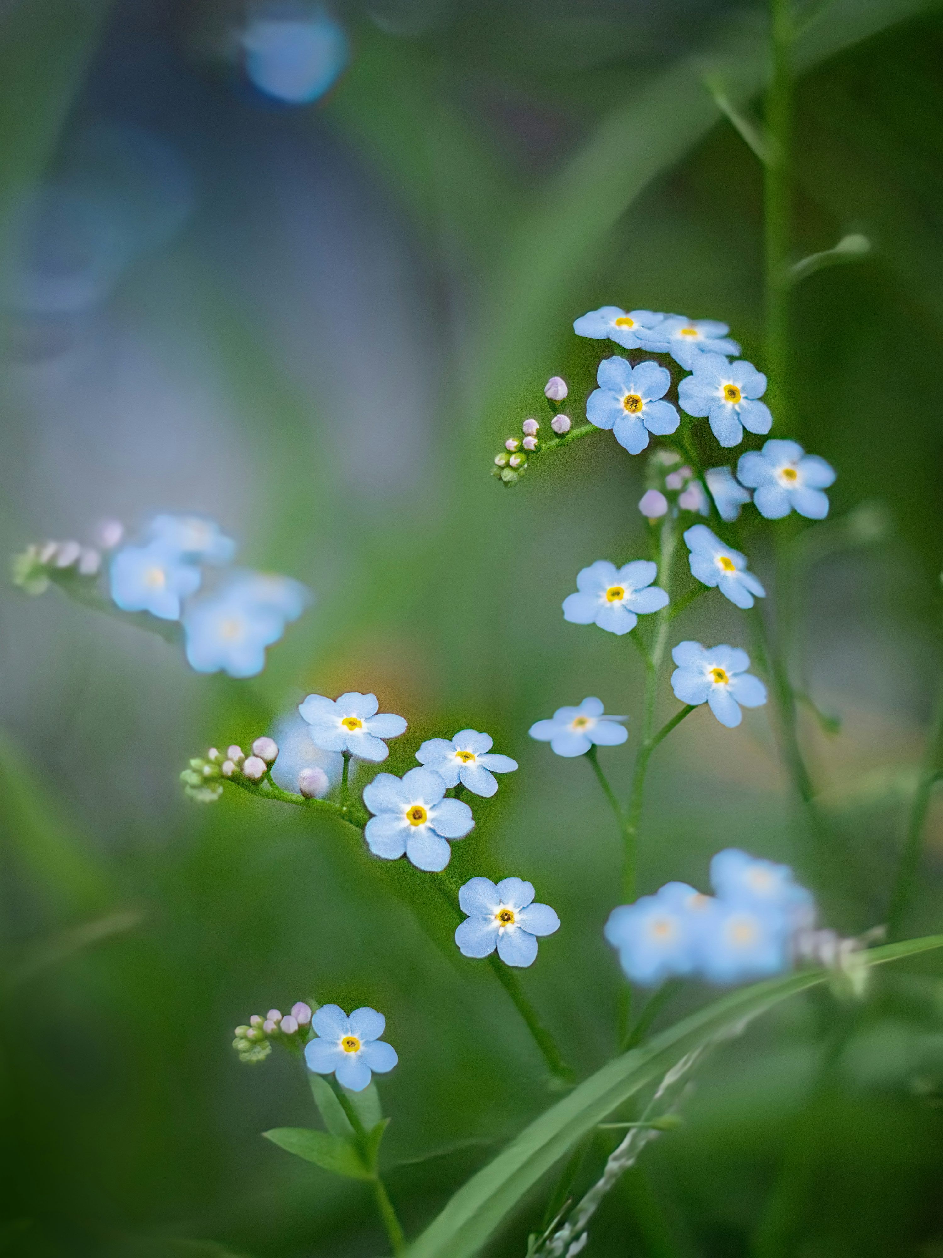 3000x4000 Myosotis Picture. Download Free Image