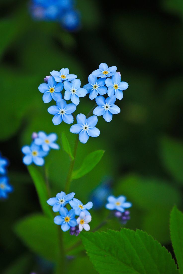 736x1104 Mavi Çiçekler. Tatto floral, Forget me not, Flowers nature