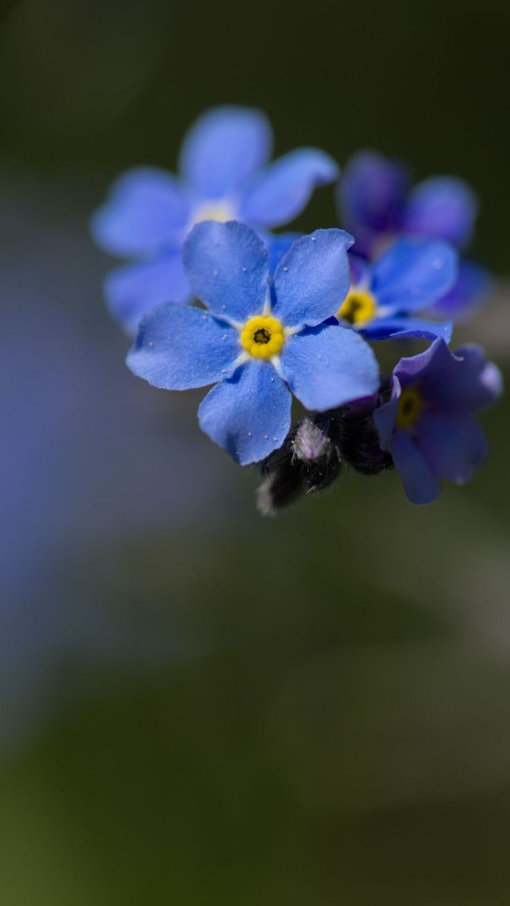 736x1308 Wallpaper myosotis, flowers, petals, blue, blur, Flowers 4K by Peter Stenzel. Download wallpaper myosotis, flowers, petals, blue, blur for free