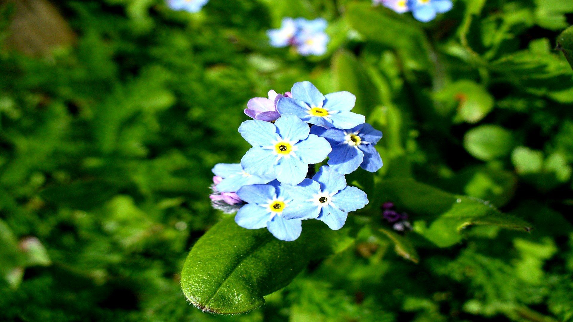 1920x1080 Download Myosotis Nature Forget Me Not HD Wallpaperx1080