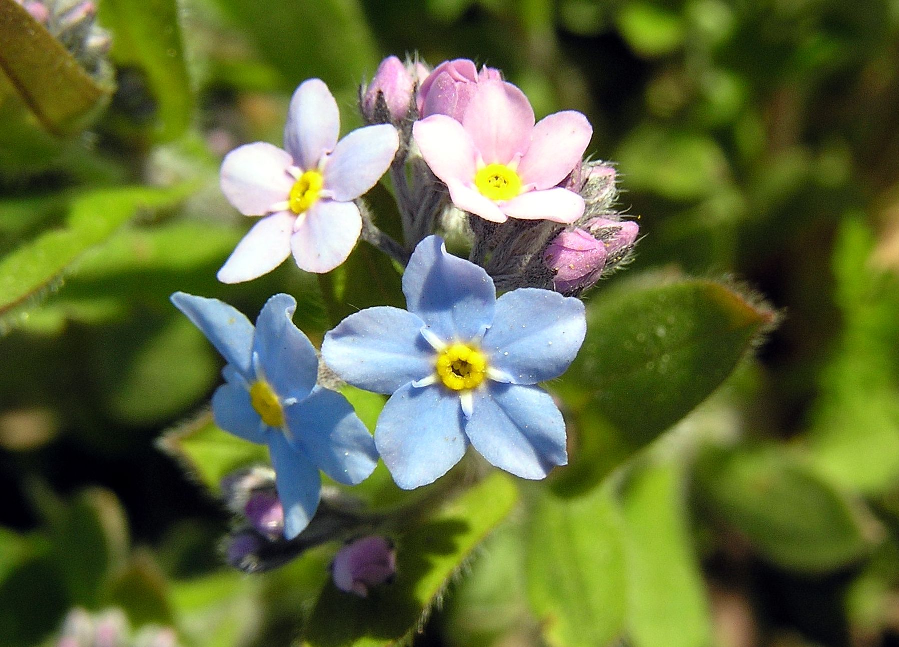 1797x1293 Myosotis