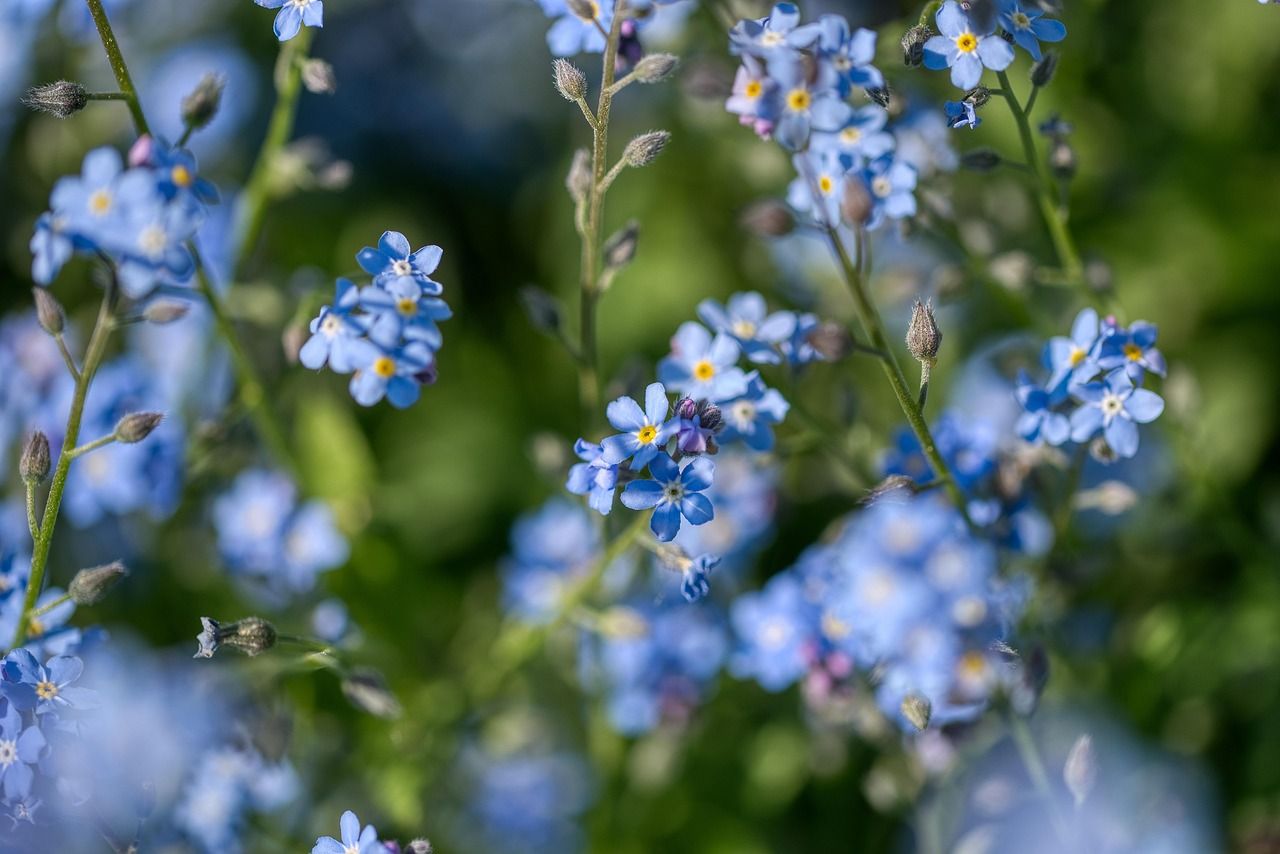 1280x854 Myosotis Forget Me Not