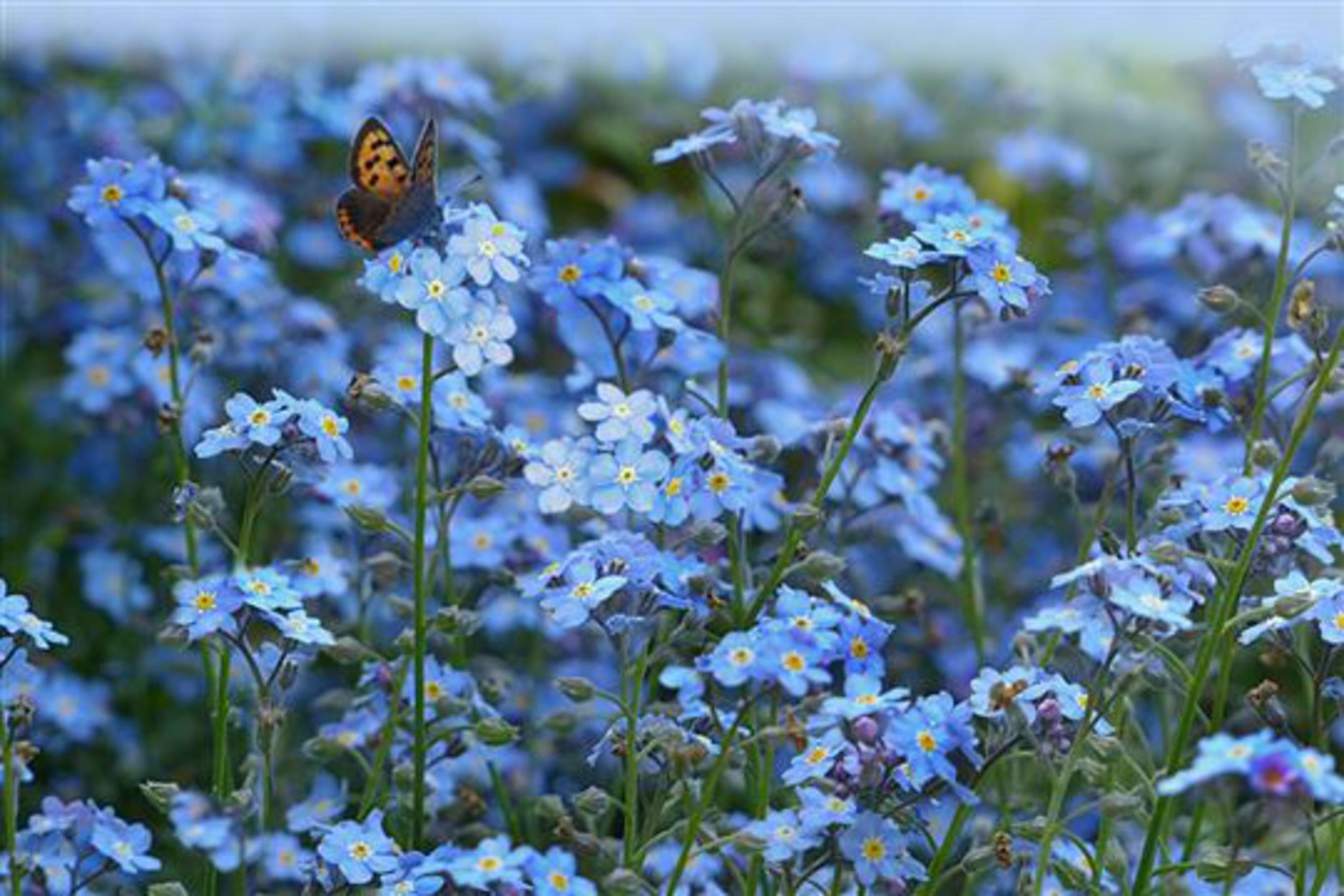 2160x1440 Myosotis Alpestris (Forget Me Not)