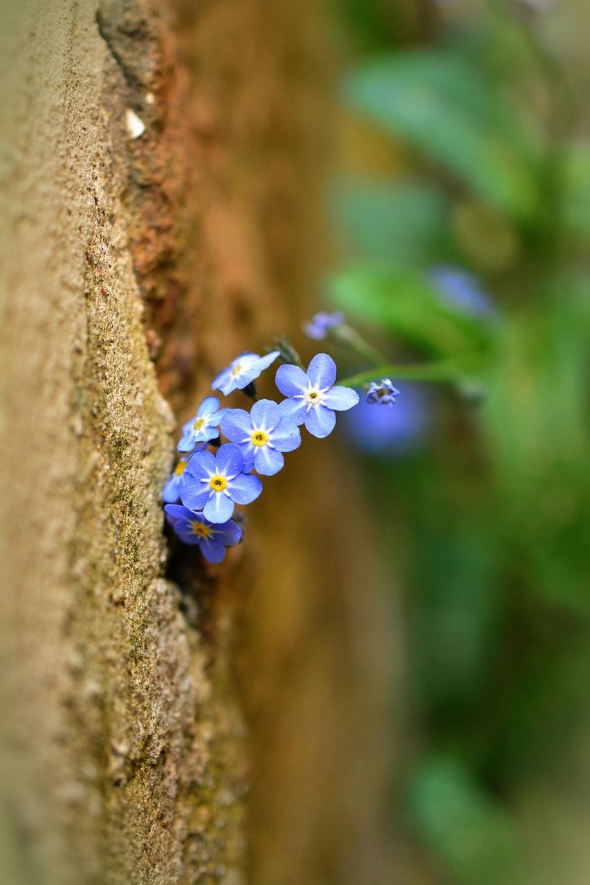 853x1280 Forget Me Not Myosotis