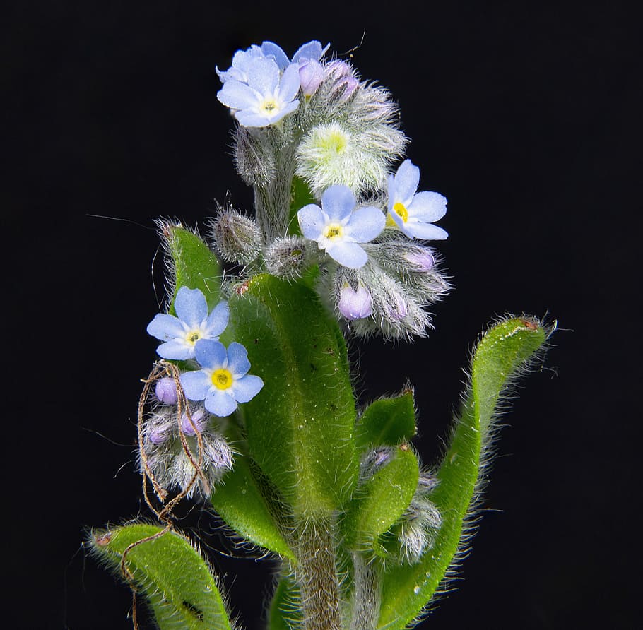 910x892 HD wallpaper: forget me not, pointed flower, close, myosotis alpestris, macro
