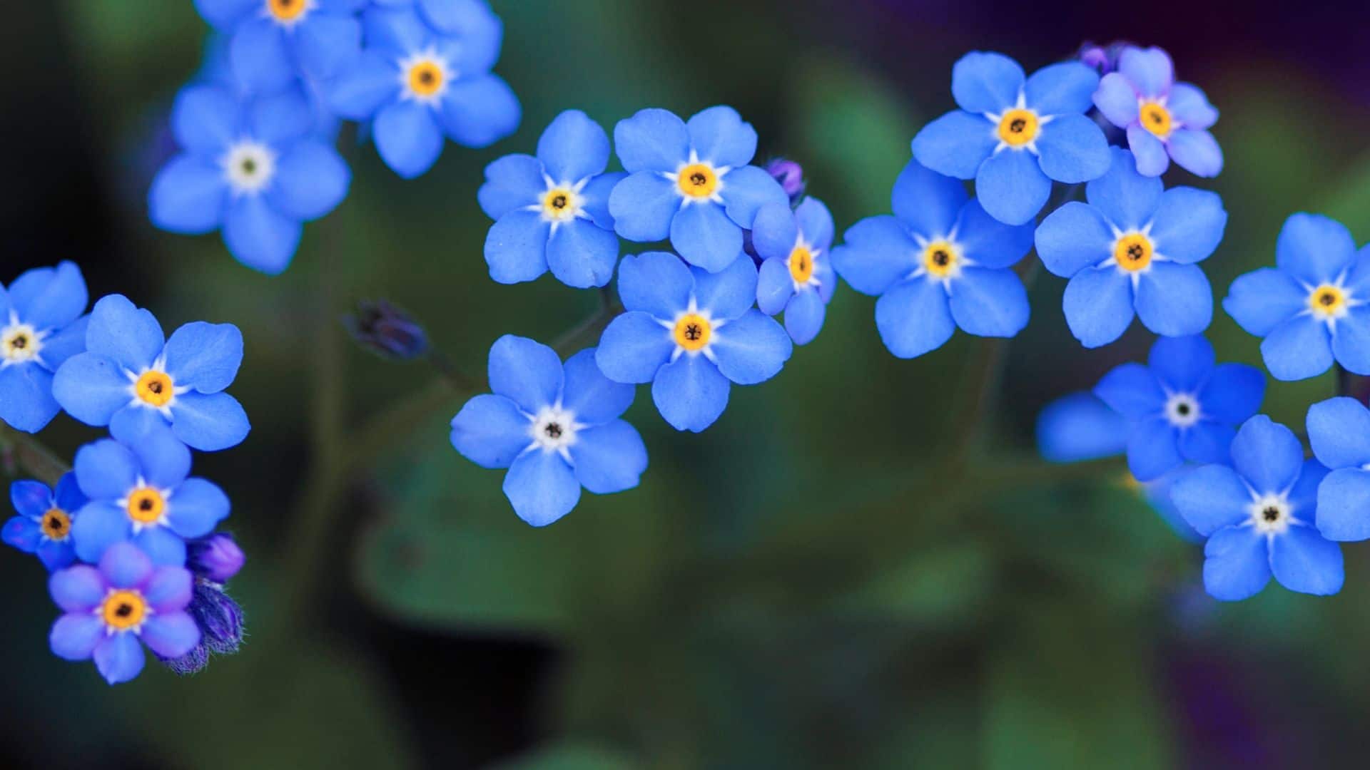 1920x1080 Forget me not Seed (Myosotis alpestris)