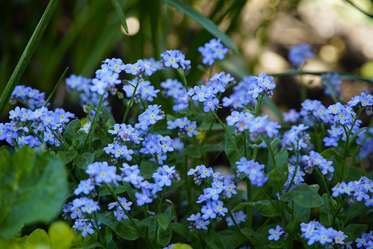 1280x854 Blue Flowers Myosotis