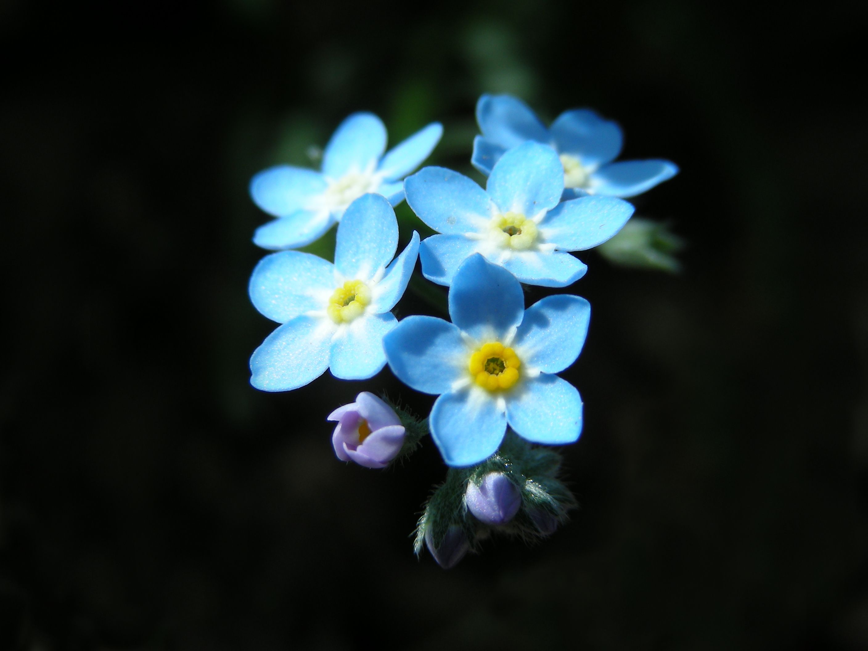 2816x2112 Fleur de