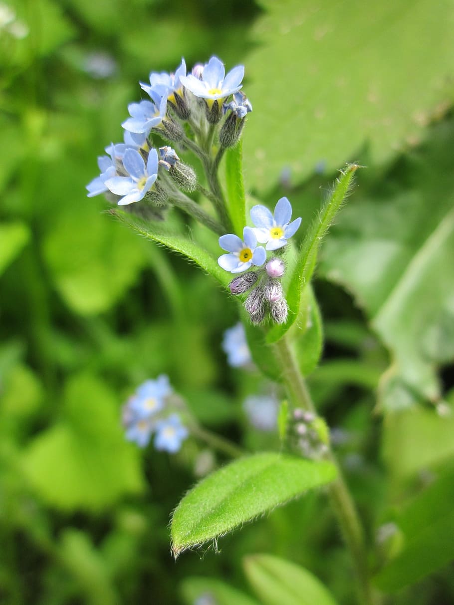 910x1213 HD Wallpaper: Myosotis Arvensis, Field Forget Me Not, Wildflower, Flora, Botany