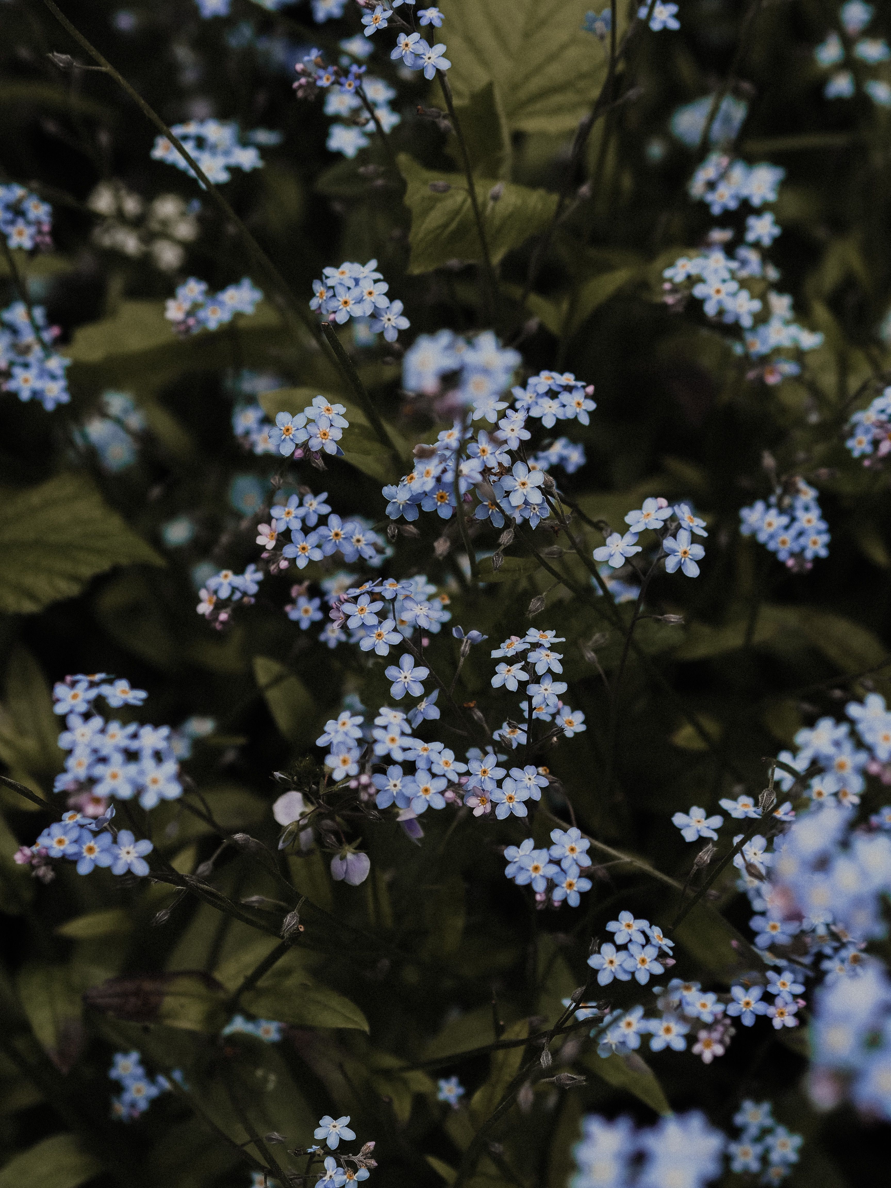 3456x4608 Myosotis Arvensis Photo, Download The BEST Free Myosotis Arvensis & HD Image