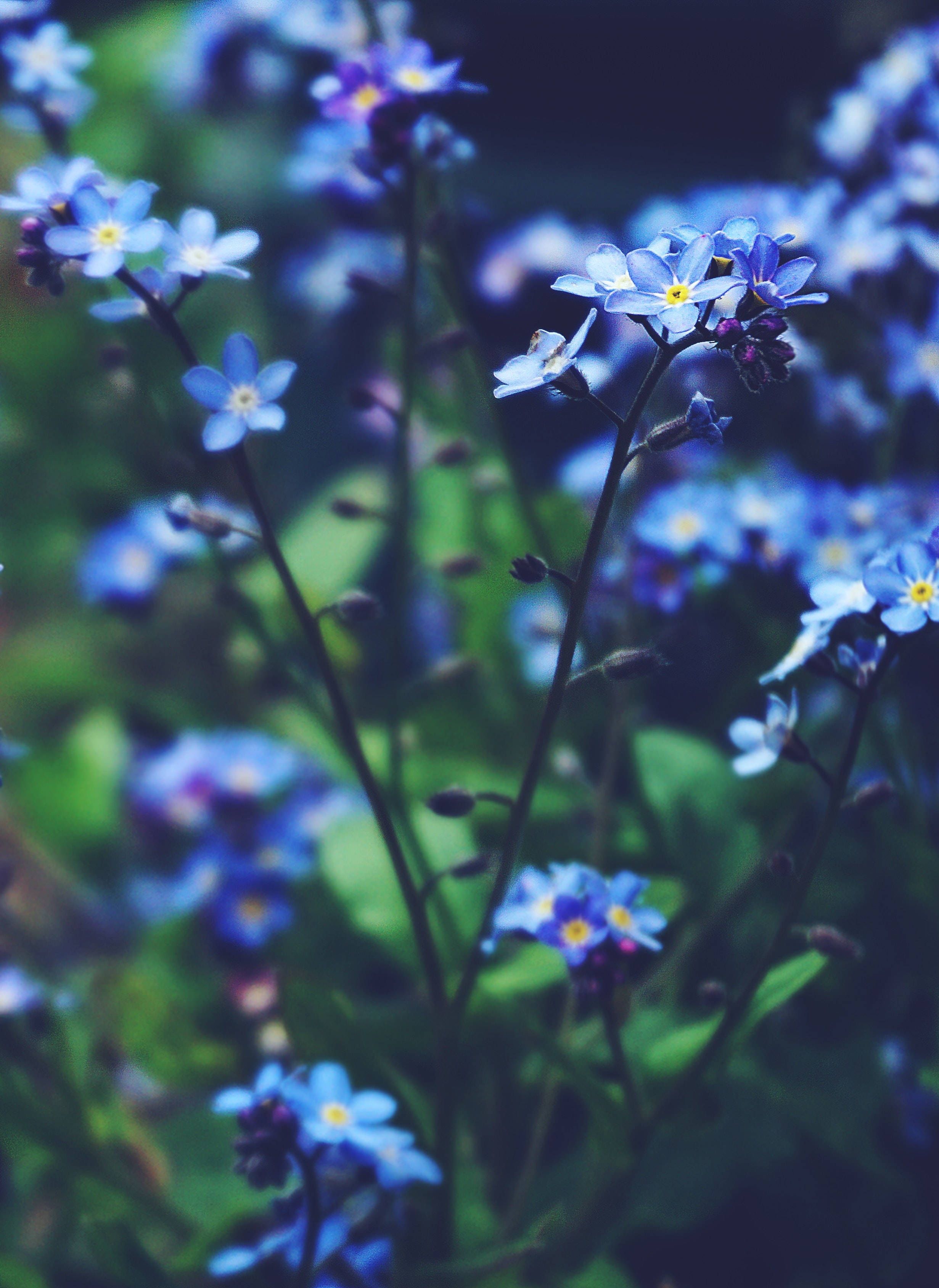2462x3376 Download Blue Petite Myosotis Flowers Wallpaper